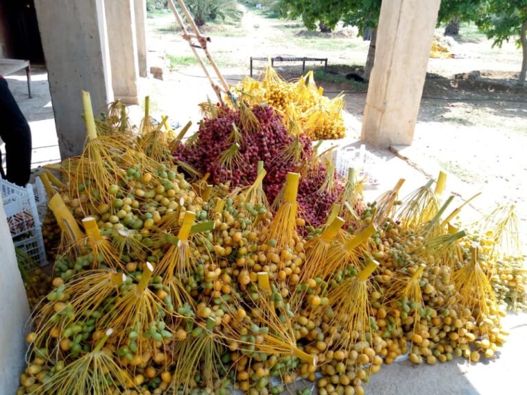 बीकानेर : मंगलवार से शुरू होगा खजूर पर दो दिवसीय राज्य स्तरीय सेमिनार ,8 जिलों से 100 किसान लेंगे भाग