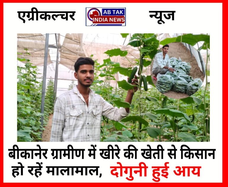 बीकानेर के युवा किसान ने  पाॅली हाउस के जरिए की खीरे की खेती , दोगुनी हुई आमदनी